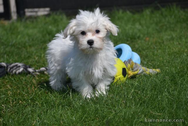 Adorable chiot bichon maltais femelle/mâle à donner