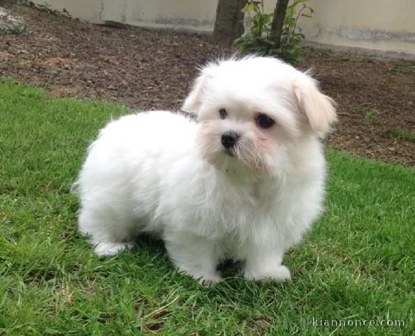 Adorable chiot bichon maltais femelle/mâle à donner