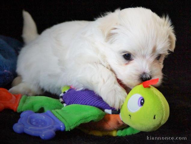 Adorable chiot bichon maltais femelle/mâle à donner