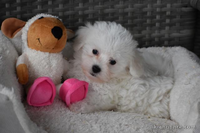 Adorable chiot bichon maltais femelle/mâle à donner