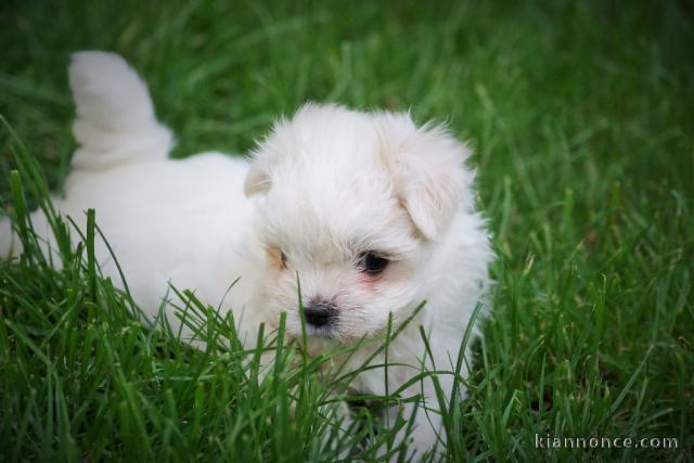 Adorable chiot bichon maltais femelle/mâle à donner