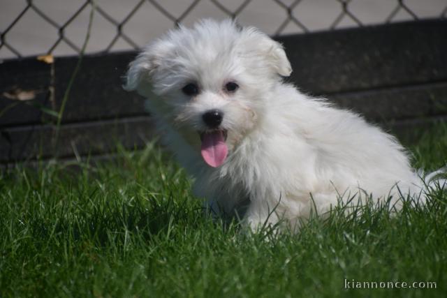 Adorable chiot bichon maltais femelle/mâle à donner