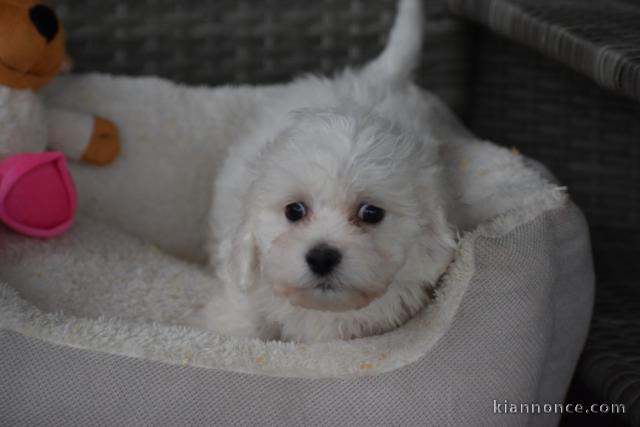 Adorable chiot bichon maltais femelle/mâle à donner