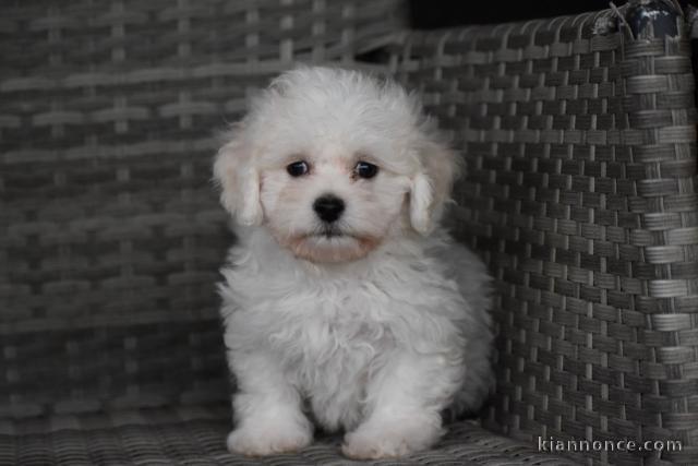 Adorable chiot bichon maltais femelle/mâle à donner