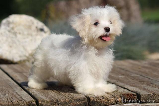 Chiot bichon maltais femelle/mâle à donner