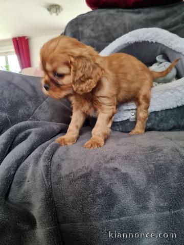 magnifiques petits cavaliers king charles disponible de suite