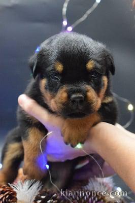 magnifiques petits rottweiler disponible de suite 