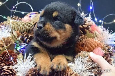 magnifiques petits rottweiler disponible de suite 