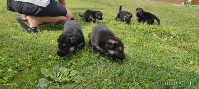 Adoption chiots berger allemand lof