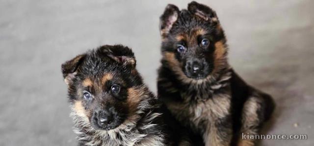 Adoption chiots berger allemand lof