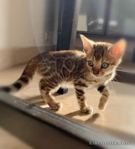 Magnifique chatons adopte Bengal 