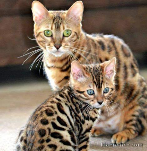 Magnifique chatons bengal pour compagnie 