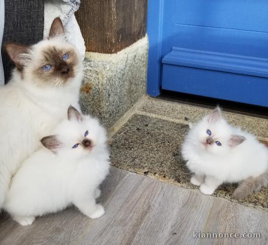 chatons sacre birmanie disponible de suite