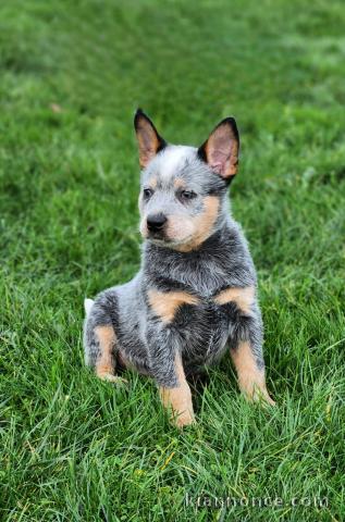 Magnifiques Chiots LOF bouvier australien disponible de suite 