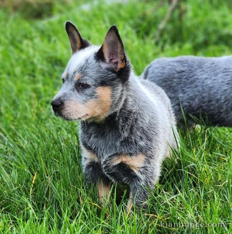 Magnifiques Chiots LOF bouvier australien disponible de suite 