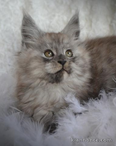 Chatons Maine Coon femelles et males pour adoption