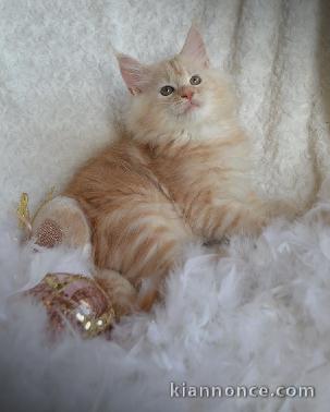 Chatons Maine Coon femelles et males pour adoptions