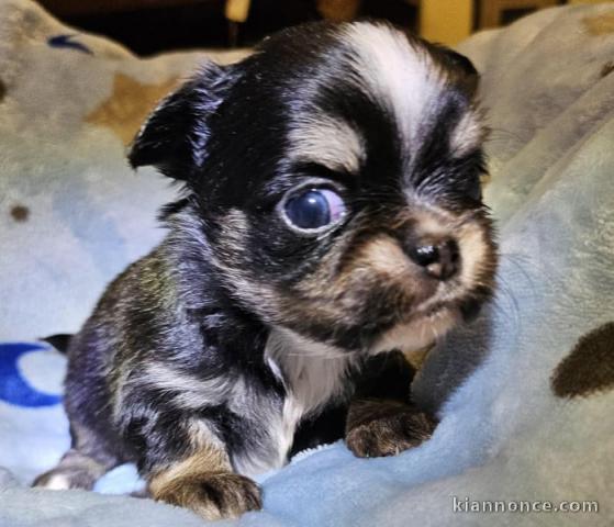 Adorable petit Chihuahua disponible