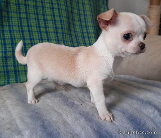 Chiot chihuahua Fauve et blanc et crème blanche 