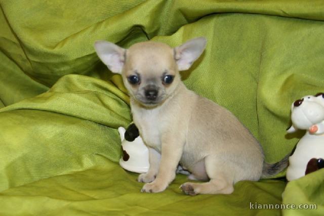 Chiot chihuahua Fauve et blanc et crème blanche