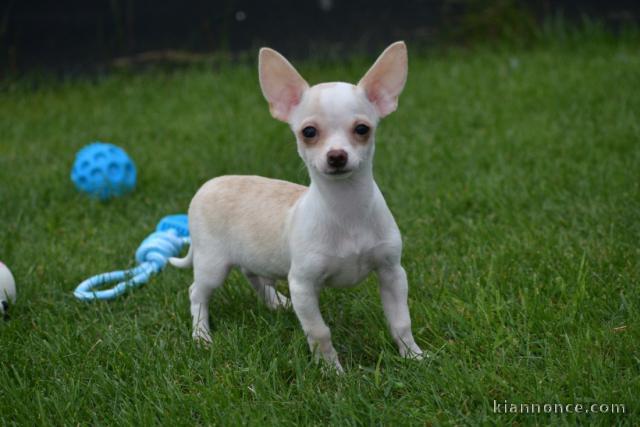 Chiot chihuahua femelle/mâle age de 4 mois