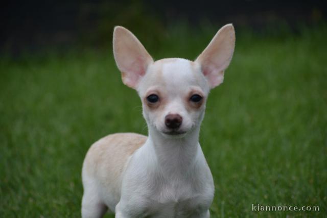 Chiot chihuahua femelle/mâle age de 4 mois