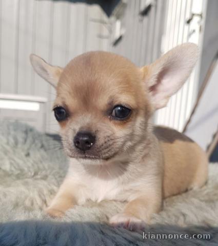 Chiot chihuahua femelle/mâle age de 4 mois