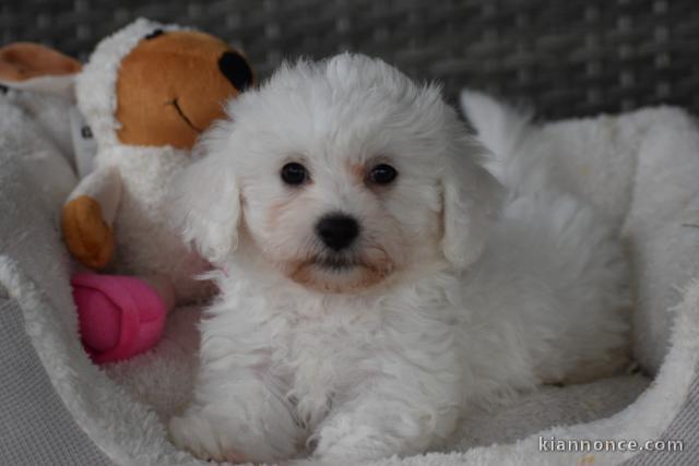 Dons chiots Bichons Maltais 3 mâles et 2 femelles 