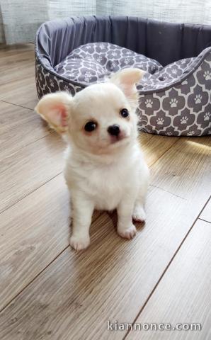 chiots chihuahua disponible de suite 