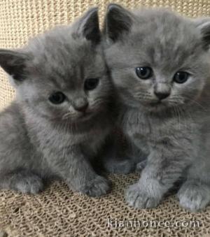 séduisant chatons chartreux disponible pour adoption 