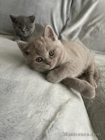 Chatons British shorthair à donner 