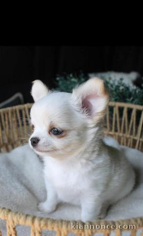 chiots chihuahua disponible de suite 