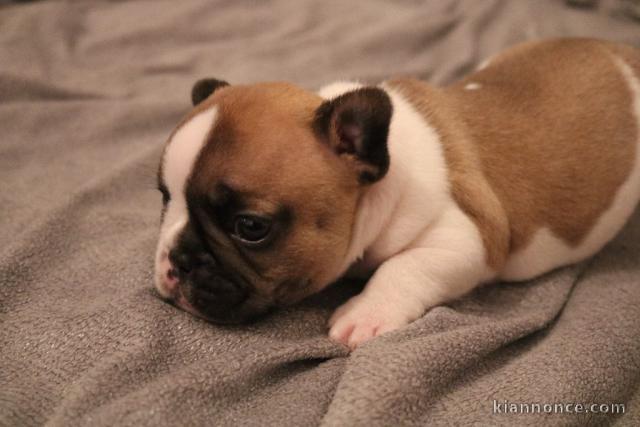 Chiot bouledogue français rouge fauve