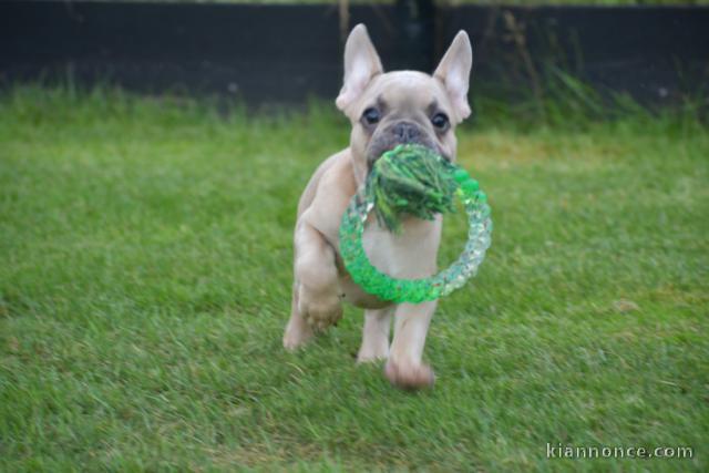 Chiot bouledogue français rouge fauve
