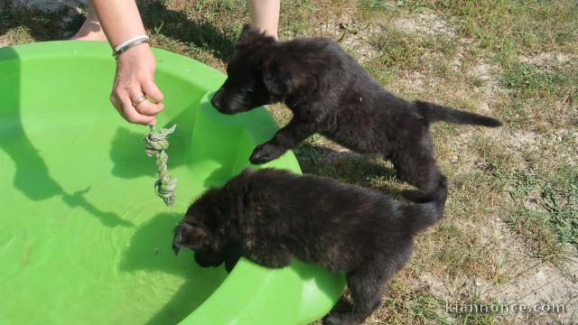 chiots berger hollandais 