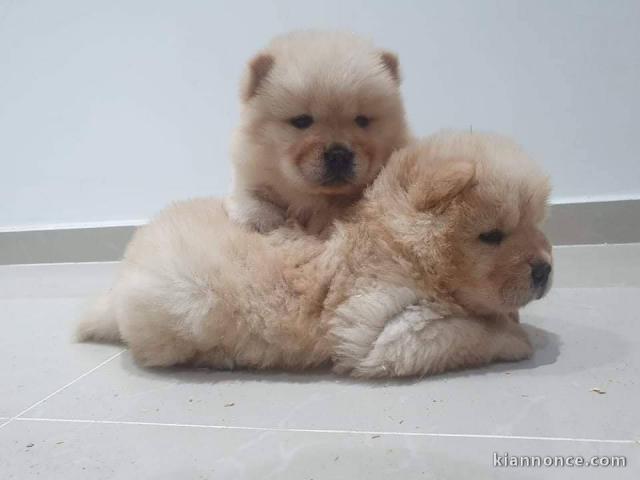 Chiots chowchow a donné