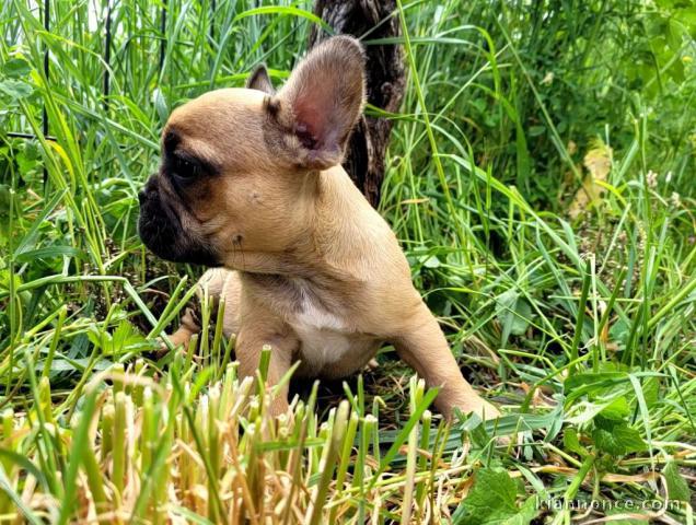 Chiot bouledogue français femelle/mâle