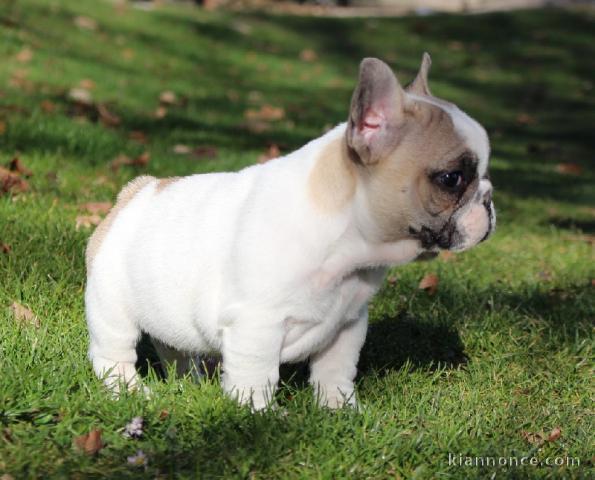 Chiot bouledogue français femelle/mâle