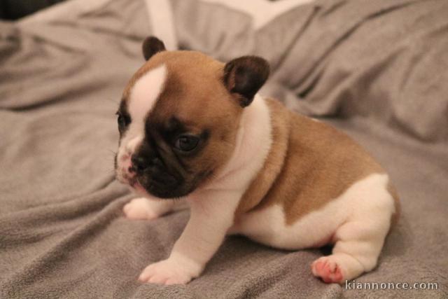 Chiot bouledogue français femelle/mâle