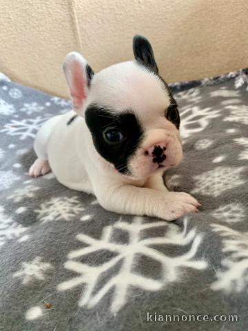 Chiot bouledogue français femelle/mâle