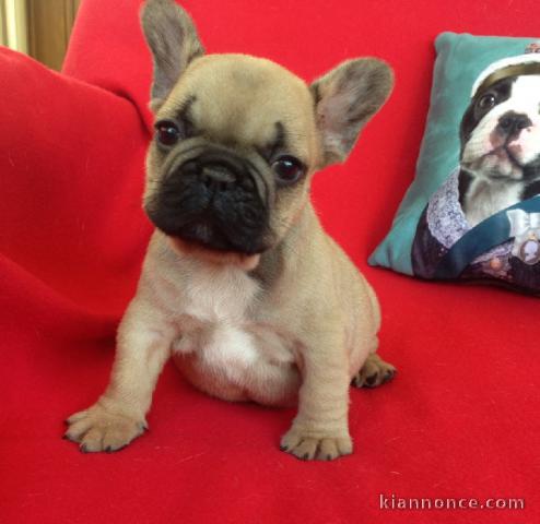 Chiot bouledogue français femelle/mâle