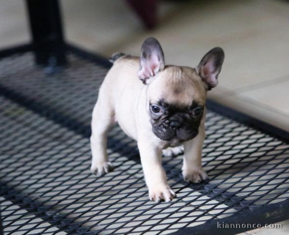 Chiot bouledogue français femelle/mâle