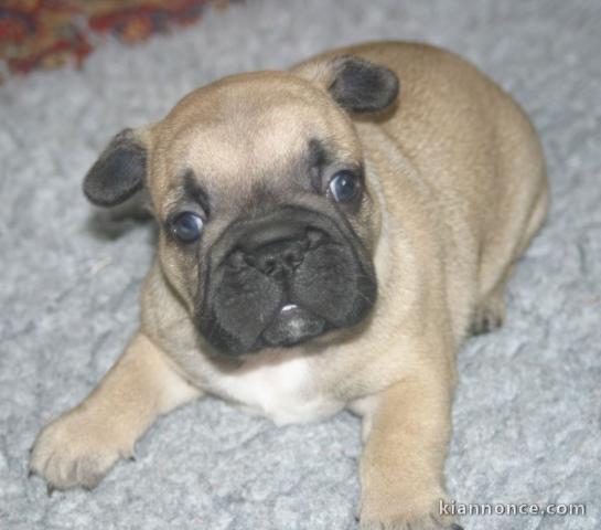 Chiot bouledogue français femelle/mâle