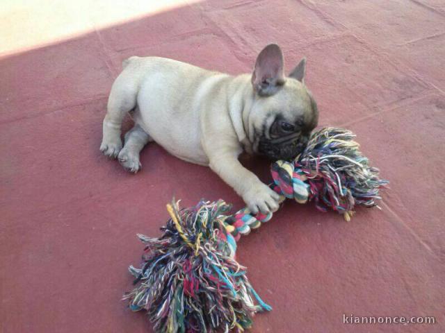 Chiot bouledogue français femelle/mâle