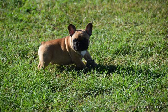 Chiot bouledogue français femelle/mâle