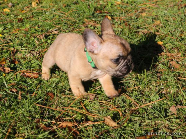 Chiot bouledogue français femelle/mâle