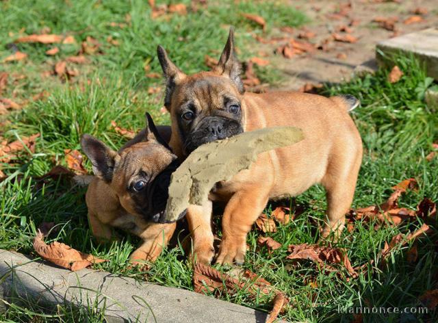 Chiot bouledogue français femelle/mâle