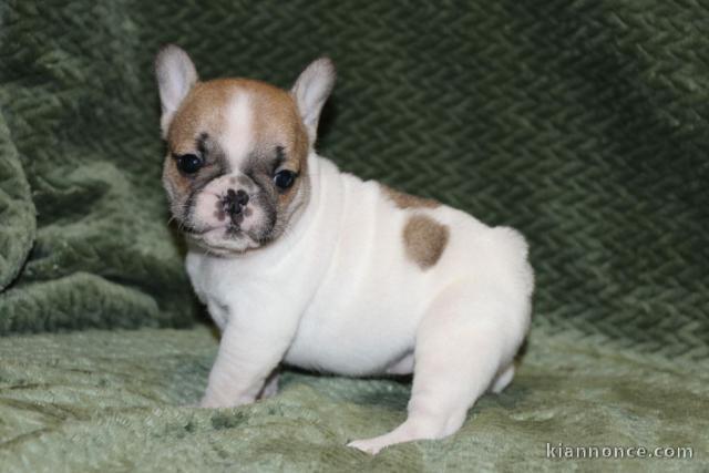 Chiot bouledogue français femelle/mâle