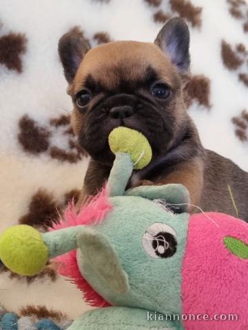 Chiot bouledogue français femelle/mâle