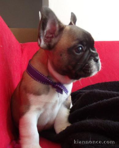 Chiot bouledogue français femelle/mâle